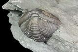 Wide, Enrolled Flexicalymene Trilobite In Shale - Ohio #67661-2